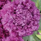 250 Flower Seeds Purple Peony Poppy Papaver Paeoniflorum purple colors      #IEB14