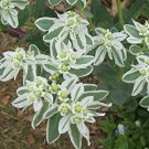 20 Flower Seeds  Snow On The Mountain Euphorbia Marginata   #IEB14