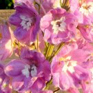 100 Flower Seeds  Pink Perfection Larkspur Delphinium Consolida Ambigua   #IEB14