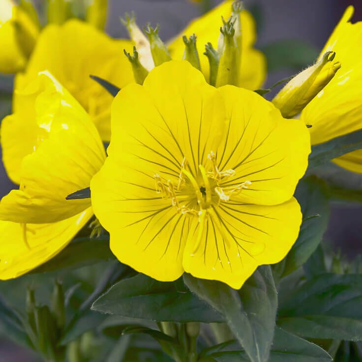 Yellow Evening Primrose , 1000 Flower Seeds #IEB14