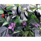 20 Vegetable Seeds  Royal Black Pepper    #IEB14