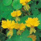 10 Yellow Bird Flower Seeds Canary Creeper Nasturtium, easy to grow      #IEB14