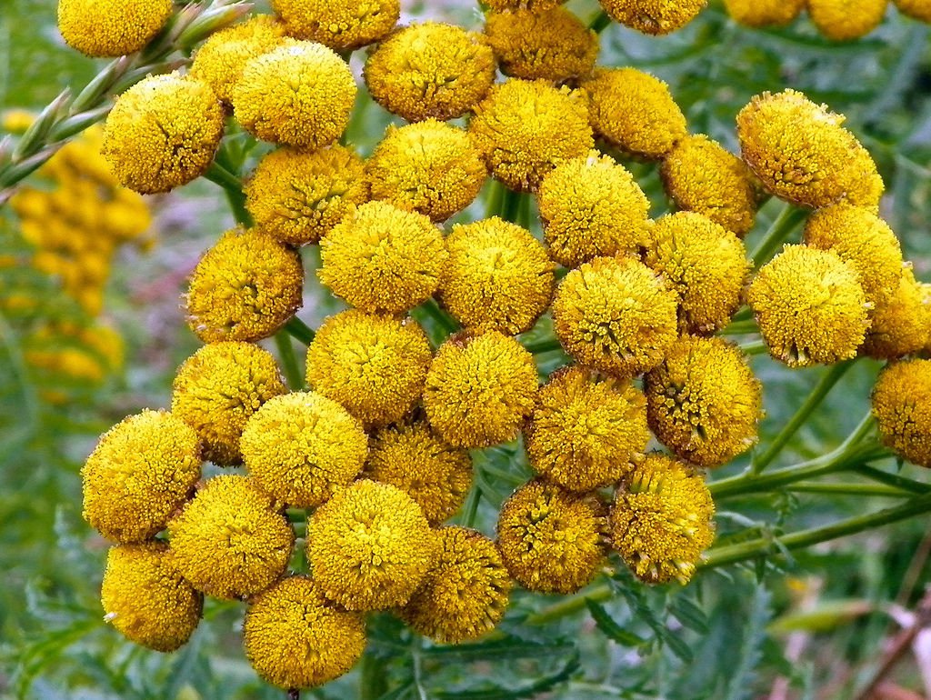 100 Flower Seeds Yellow Tansy Double Golden Buttons Fern    #IEB14