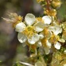 40 Flower Seeds Stansbury Cliffrose  Cliff Rose Desert Shrub  #IEB14
