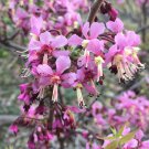 5 Flower Seeds Mexican Buckeye Ungnadia Speciosa  Pink Purple      #IEB14