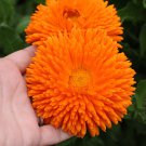 50 flower Seeds   Radio Marigold English Calendula Officinalis      #IEB14