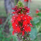75 Flower Seed heiloom Red Cardinal Lobelia red,  easy to grow #IEB18