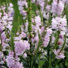 50 flower seedss Obedient   Pink  False Dragonhead, easy to grow   #IEB18