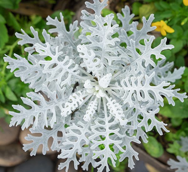 75 seeds silverdust Dusty Miller, easy to grow #IEB18
