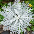 75 seeds silverdust Dusty Miller, easy to grow #IEB18
