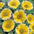 Tidy Tips  Layia Platyglossa  Heirloom, 75 Flower Seed   Wildflower   #IEB18