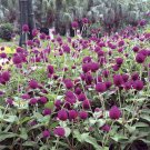 50 flower seeds Globe Amaranth   Purple colors, easy to grow  #IEB18