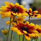 75 flower seeds Daisy   Gloriosa Daisies, easy to grow    #IEB18