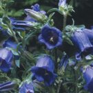 Blue Canterbury Bells flower Seeds,  75  seeds  #IEB18