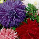 Giants Of California Aster Mixed Asters, 50 Flower Seeds    #IEB18