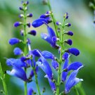 50 flower seeds Blue Salvia  Blue Monday , easy to grow  #IEB18