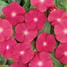 50 flower seeds Rose Vinca Seeds, easy to grow   #IEB18