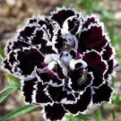 Black Dianthus   Heddewigii 50 Flowers Seed    #IEB18
