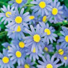 Flower seeds Blue Daisy   Felicia The Blues,  50 seeds  #IEB18