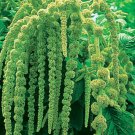 50 Love Lies Bleeding Green Tassle Flower seeds, easy to grow  #IEB18