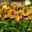 80 Seeds Flower Aliens Calceolaria Uniflora,easy to grow    #IEB20