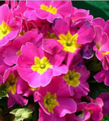 80 seeds Pink Purple Primrose, great flower for your garden          #IEB20