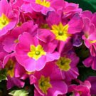 80 seeds Pink Purple Primrose, great flower for your garden          #IEB20