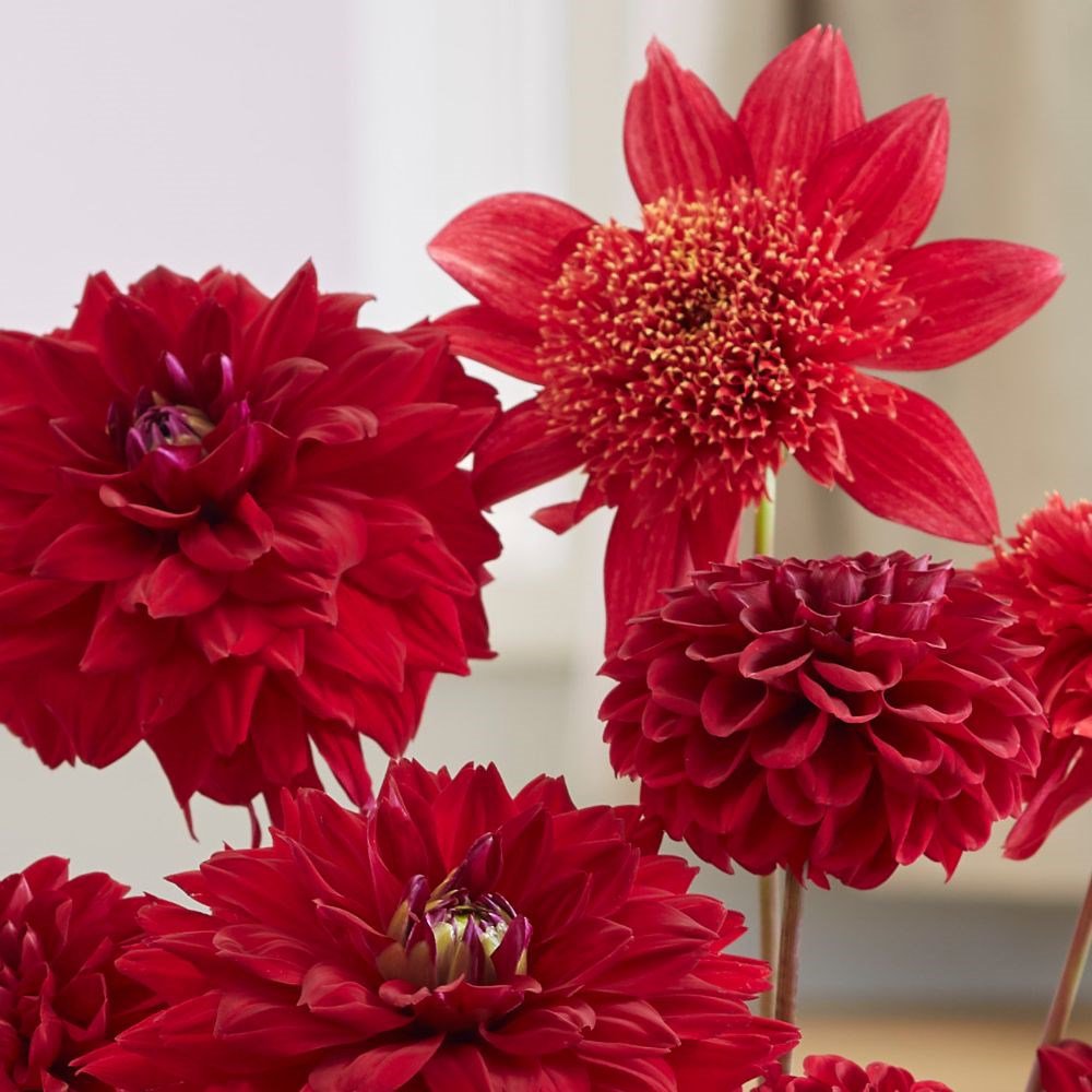 Light Red Dahlia 80 Flower Seeds, easy to grow      #IEB20