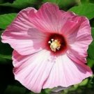 50 Flower Seeds Beautiful Plum Giant Hibiscus    #IEB20
