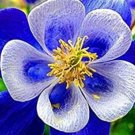 50 Flower Seeds Four Seasons Broadcast  blue color  #IEB20