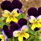 200 Seeds Beautiful Johnny Jump Up  purple color   #IEB20