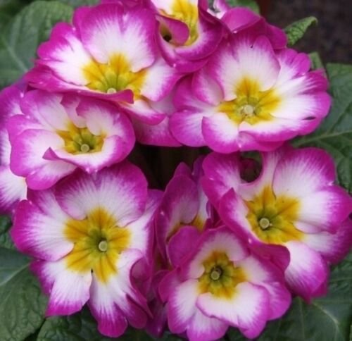 Flower Seeds Purple/White/Yellow Primrose, 80  seeds   #IEB20