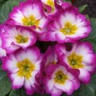Flower Seeds Purple/White/Yellow Primrose, 80  seeds   #IEB20