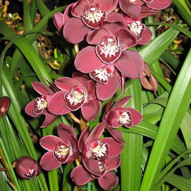 Flower Seeds Beautiful Red color Cymbidium, 50 Seeds    #IEB20