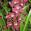 Flower Seeds Beautiful Red color Cymbidium, 50 Seeds    #IEB20