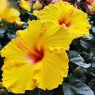 50 Flower Seeds Beautiful Giant Yellow Hibiscus, easy to grow   #IEB20