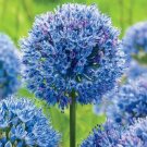 Flower Seeds Blue Giant Allium Giganteum, 80 Seeds    #IEB20