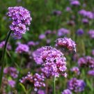 Flowers Seeds Beautiful Virgo Sementes Terrace purple color, 80 Seeds #IEB20