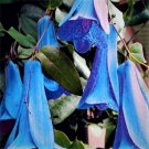 100 flower seeds Beautiful Blue Chilean Bellflower, easy to grow     #IEB20