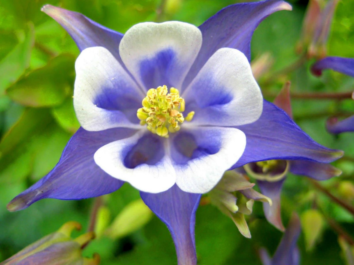 Flower Seeds Light Blue Aquilegia European Perennial, 100 Seeds   #IEB20