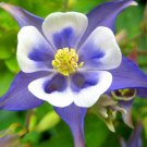 Flower Seeds Light Blue Aquilegia European Perennial, 100 Seeds   #IEB20