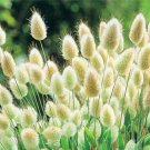 90 flower seeds Bunny Rabbit Tails Grass        #IEB20