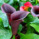 flower seeds Beautiful Dark Calla Lily, easy to grow    #IEB20