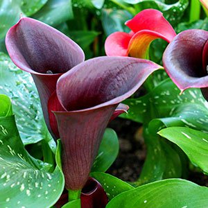 flower seeds Beautiful Dark Calla Lily, easy to grow    #IEB20