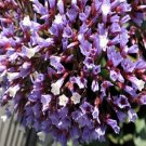 100 flower seeds Beautiful Limonium  purple  color       #IEB20