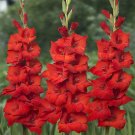 80 seeds Red Gladiolus, easy to grow     #IEB20