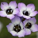 500 flower seeds Bird's Eyes  white color  #IEB20