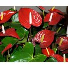 100 flower seeds Red colors Anthurium Andraeanu, great for your garden      #IEB20