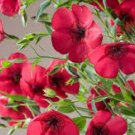 200 flower seeds Beautiful Scarlet Flax     #IEB20