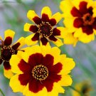 80 flower seeds Beautiful Snake Head Ornamental , easy to grow #IEB20
